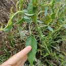 Image of Amaranthus tuberculatus var. rudis