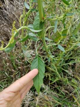 Image of Amaranthus tuberculatus var. rudis