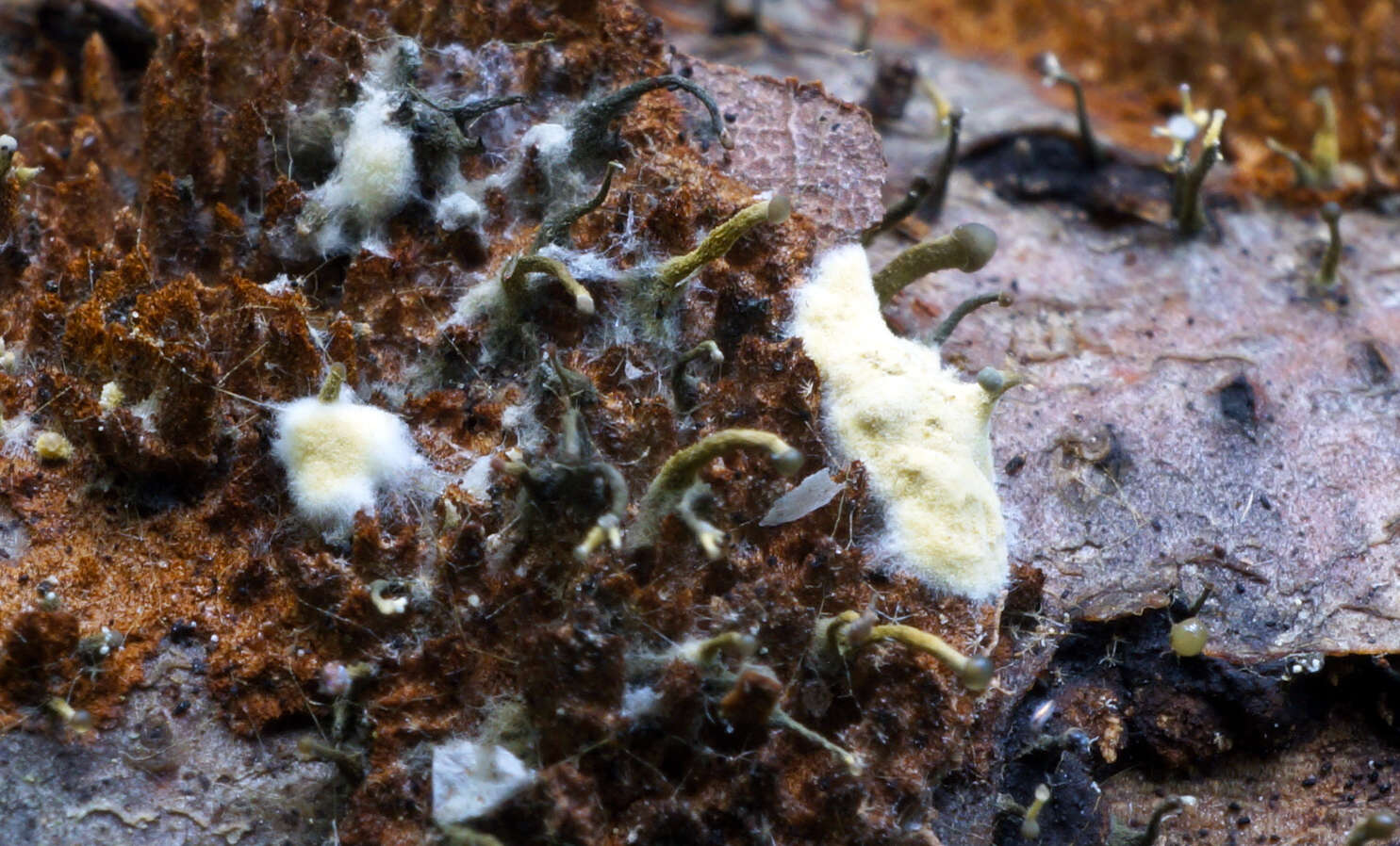 Image of Trichoderma flavipes (Peck) Seifert, Jaklitsch & Voglmayr 2014