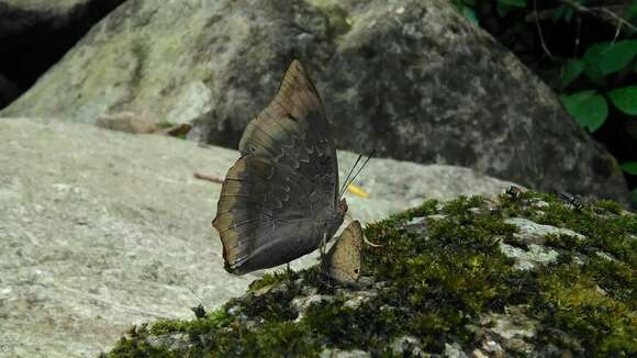 Image de Charaxes borneensis Butler 1869