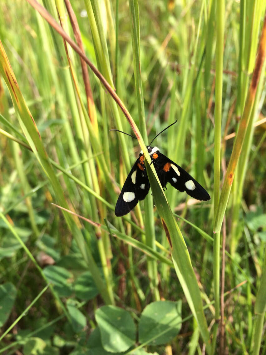 Imagem de Alypia octomaculata Fabricius 1775