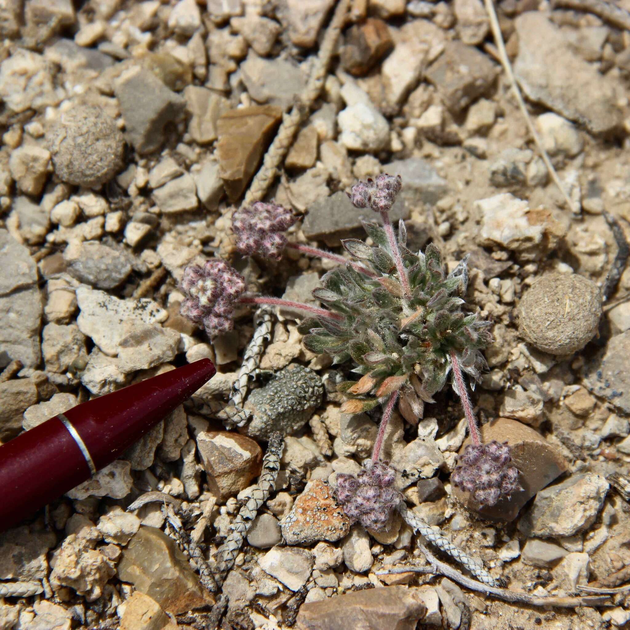 Image of gray buckwheat