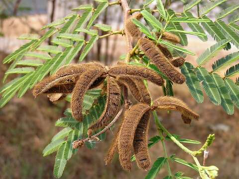 Image of Sensitive weed