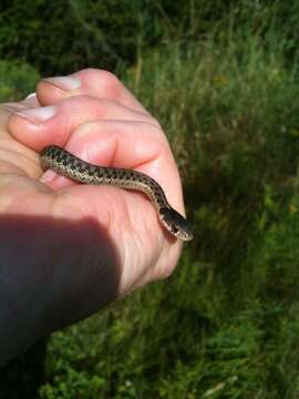 Image of Thamnophis sirtalis sirtalis (Linnaeus 1758)