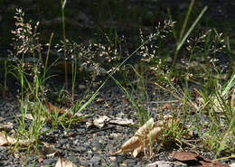 صورة Eragrostis unioloides (Retz.) Nees ex Steud.