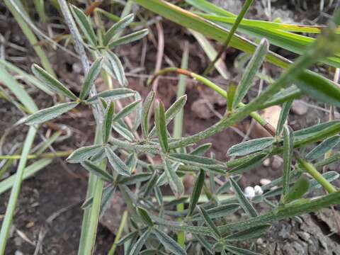 Imagem de Indigofera disticha Eckl. & Zeyh.