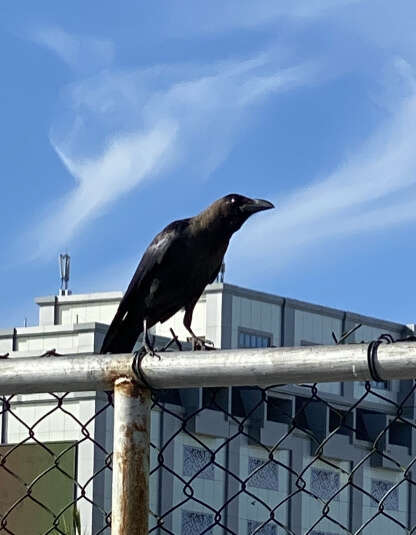 Imagem de Corvus splendens maledivicus Reichenow 1904