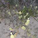 Image of Stachys maritima Gouan