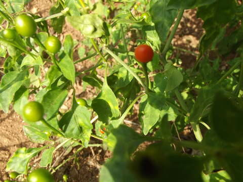 Image of bird pepper