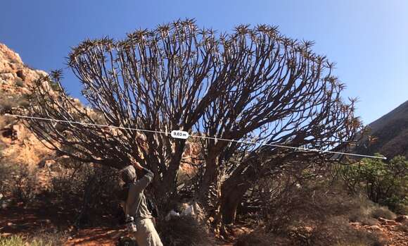 Image of Maiden's Quiver Tree Aloe