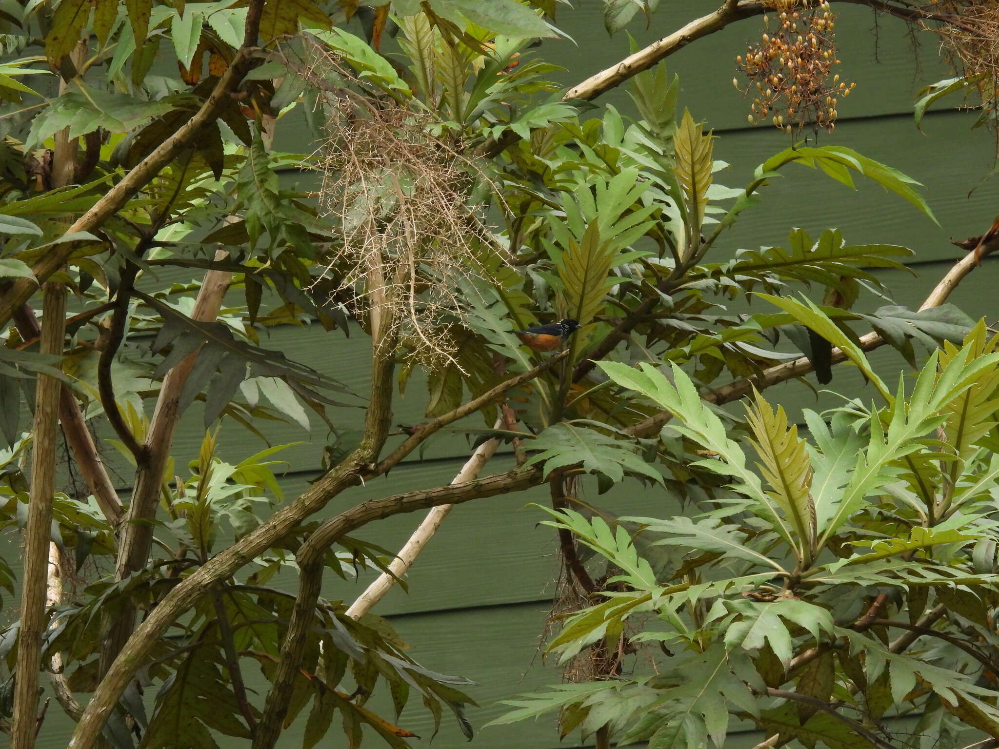 Image of Spangle-cheeked Tanager