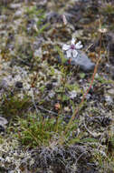 Image of narrow-leaved campion