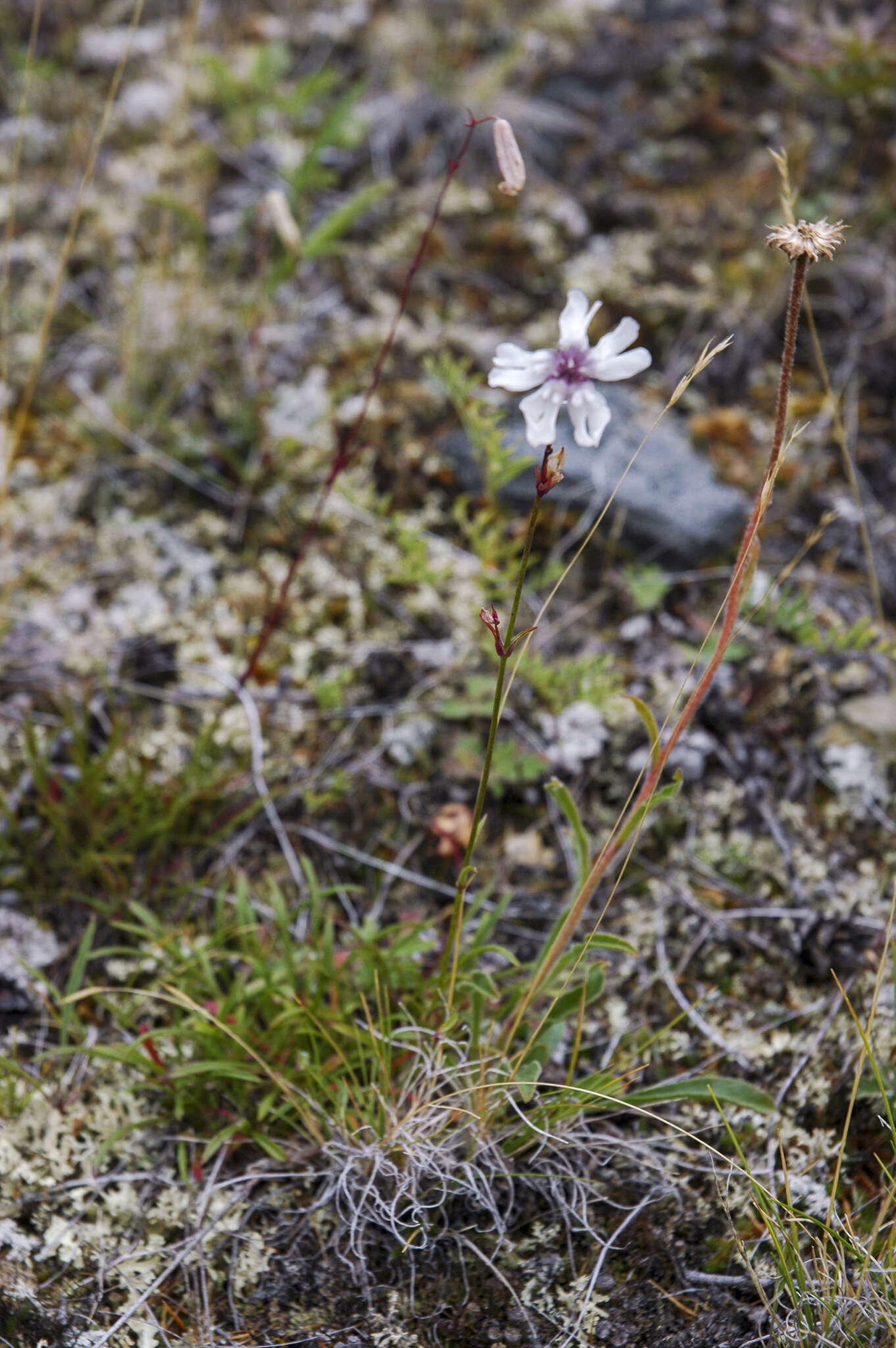 Image of narrow-leafed campion