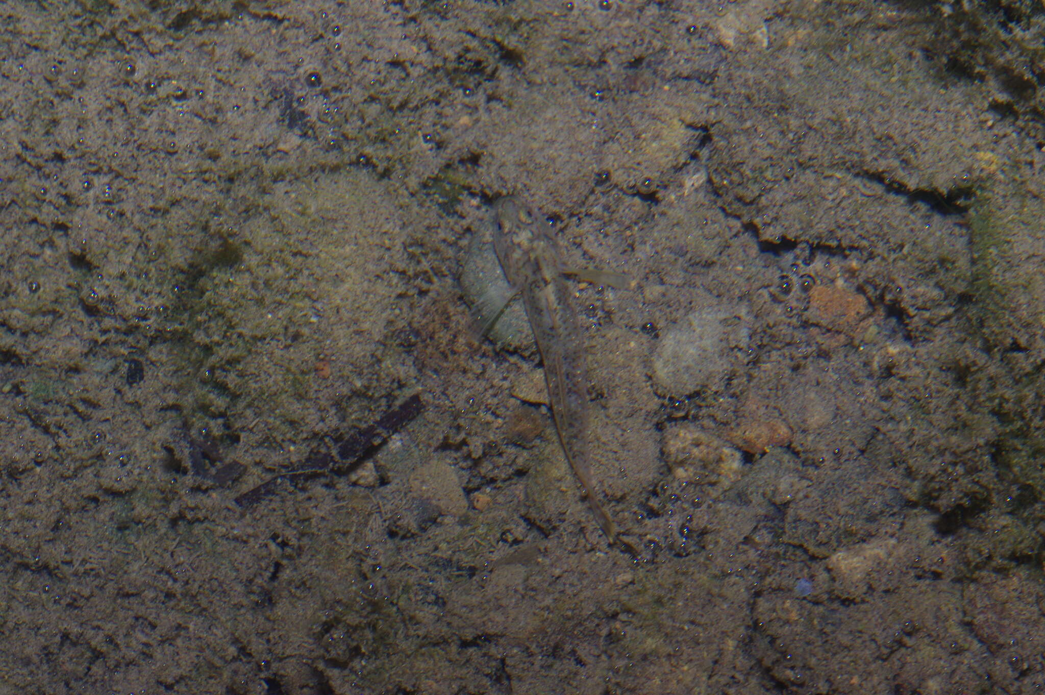 صورة Rhinogobius rubromaculatus Lee & Chang 1996