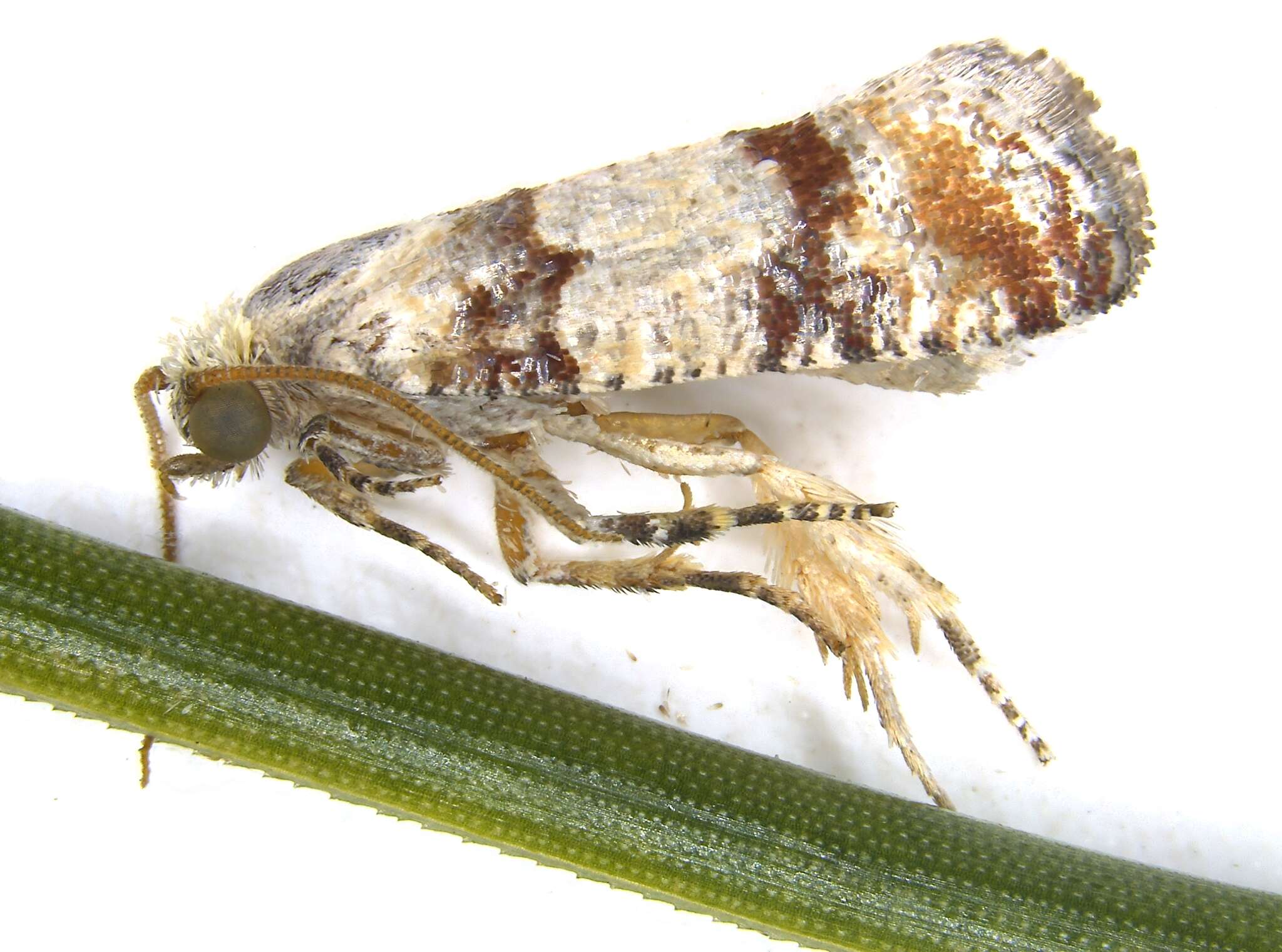 Image of Subtropical Pine Tip Moth