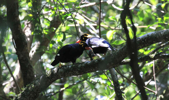 Image of Southern Hill Myna