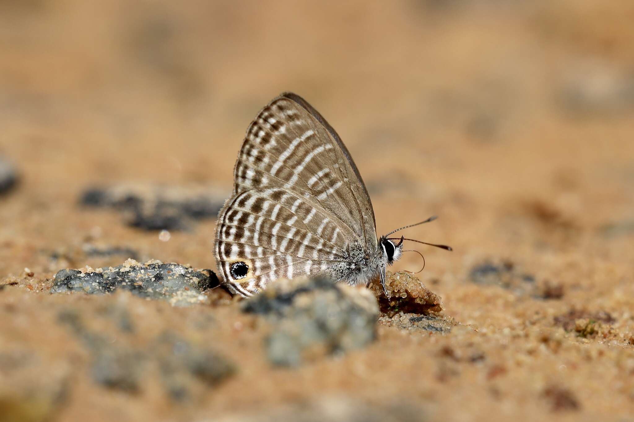 Image of Nacaduba pavana (Horsfield 1828)