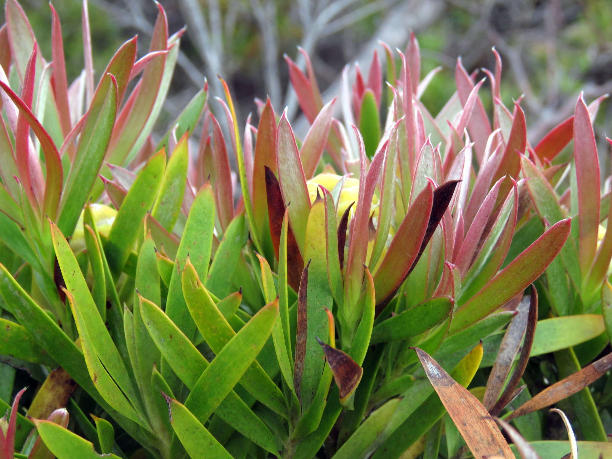 Plancia ëd Leucadendron xanthoconus (Kuntze) K. Schum.