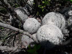 Image of Mammillaria candida Scheidw.