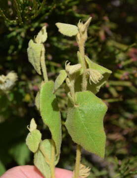 Imagem de Lasiopetalum schulzenii (F. Müll.) Benth.