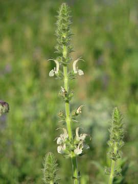 Image de Salvia austriaca Jacq.