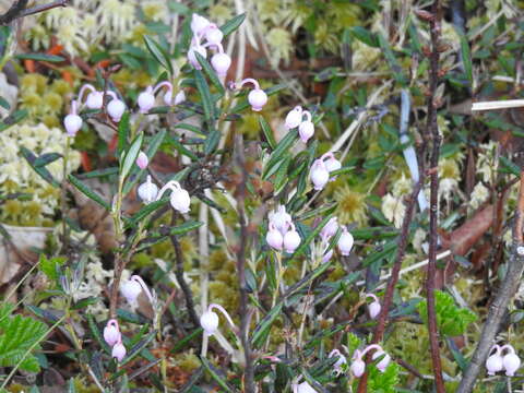 Image of Andromeda polifolia L.