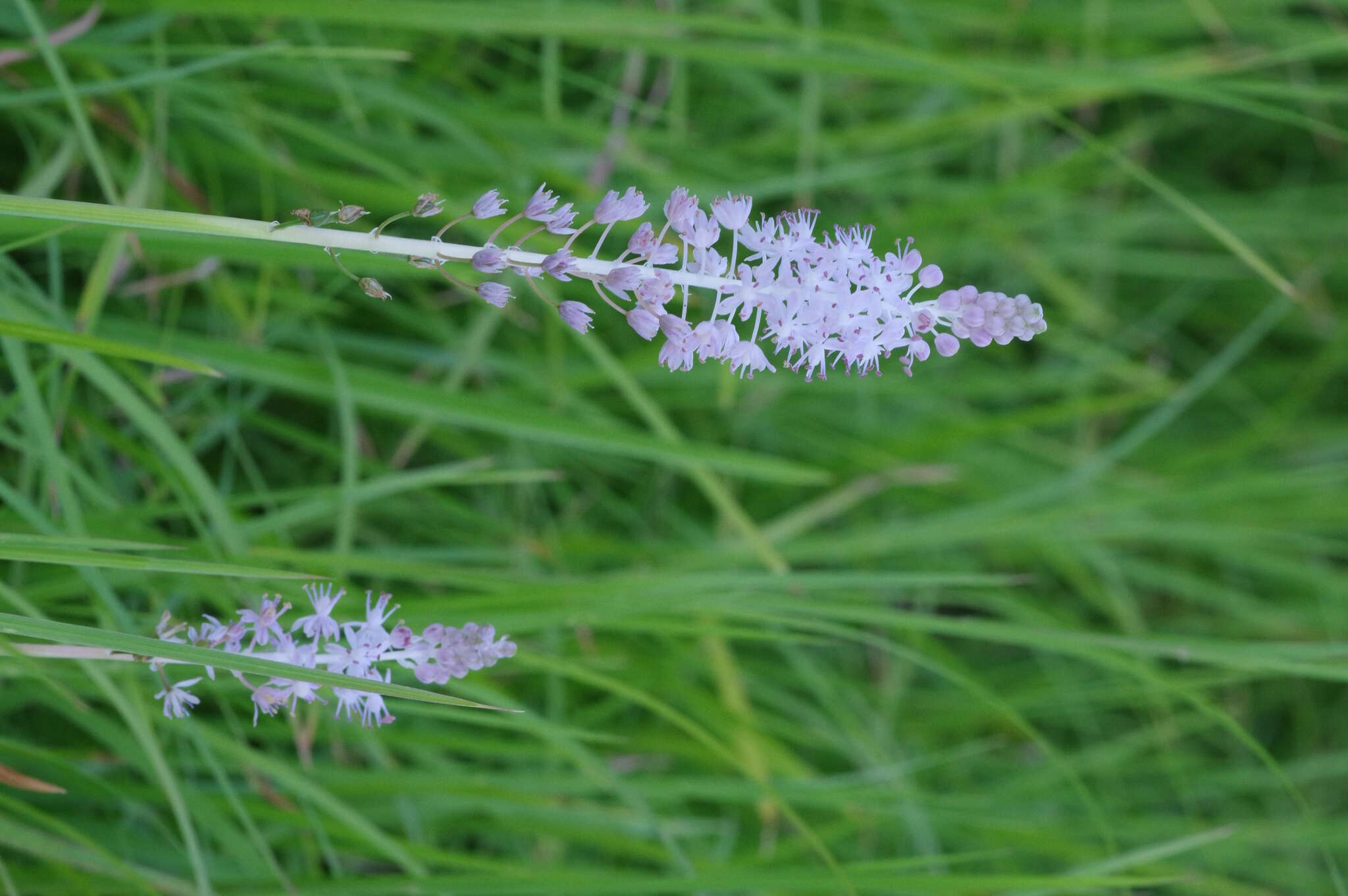 Image of Barnardia japonica (Thunb.) Schult. & Schult. fil.