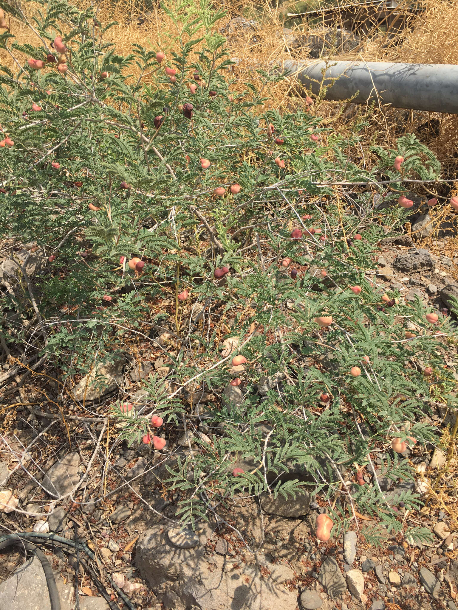 Image de Prosopis farcta (Banks & Sol.) J. F. Macbr.