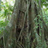 Image of Ficus watkinsiana F. M. Bailey