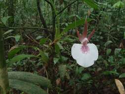 Image de Zygosepalum labiosum (Rich.) C. Schweinf.