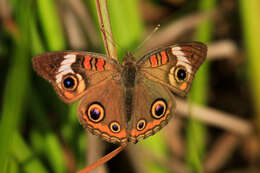 Image of <i>Junonia <i>coenia</i></i> coenia