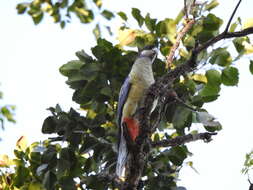 Image of Northern Rosella