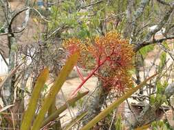 Слика од Aechmea leptantha (Harms) Leme & J. A. Siqueira