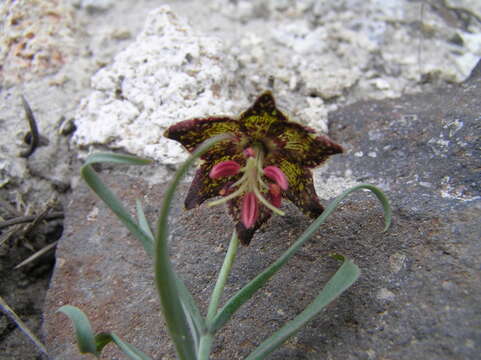 Image of spotted fritillary