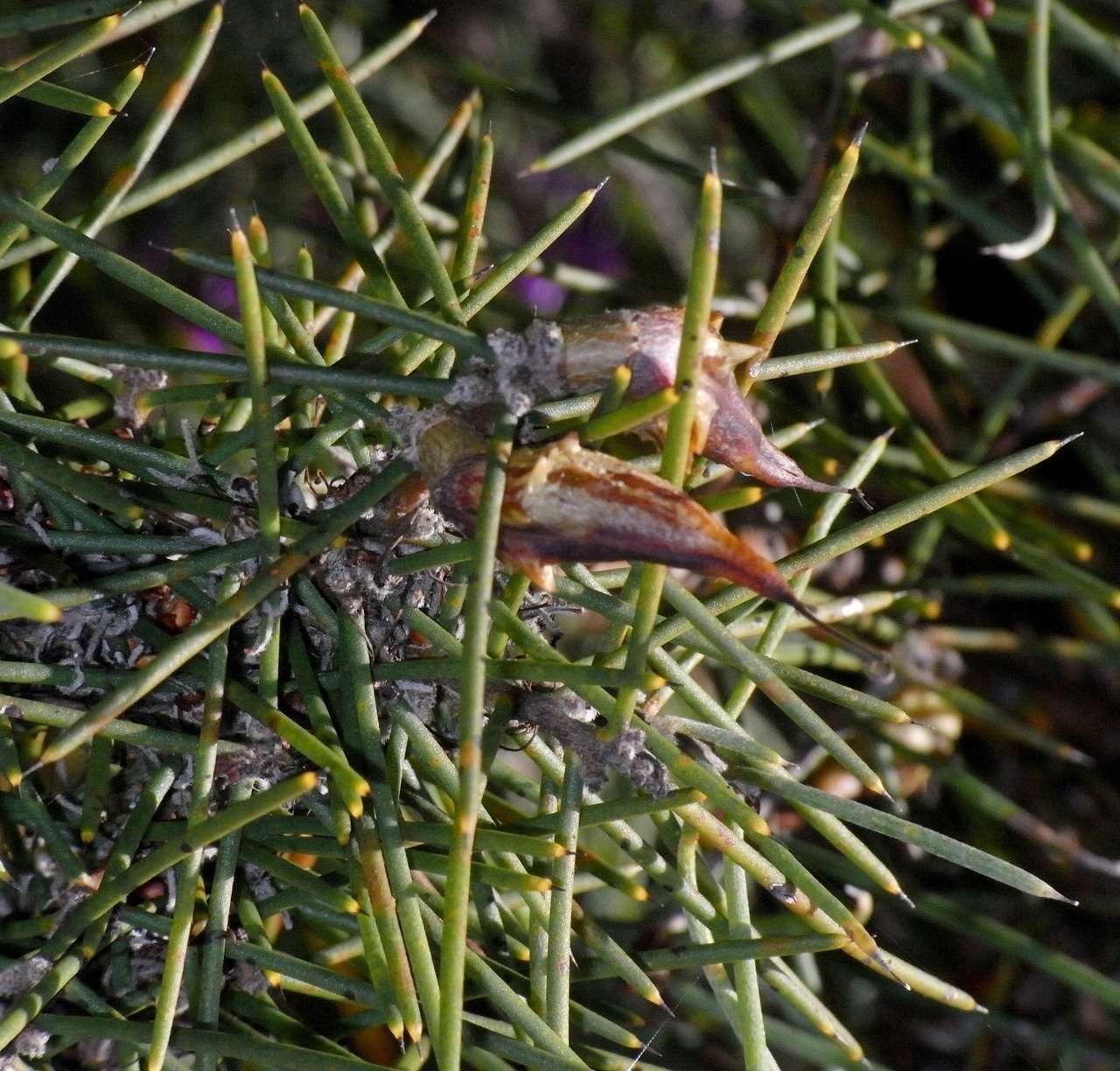 Image of Hakea teretifolia subsp. hirsuta (Endl.) R. M. Barker