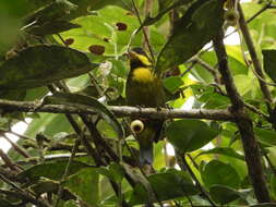 Image of Gold-ringed Tanager