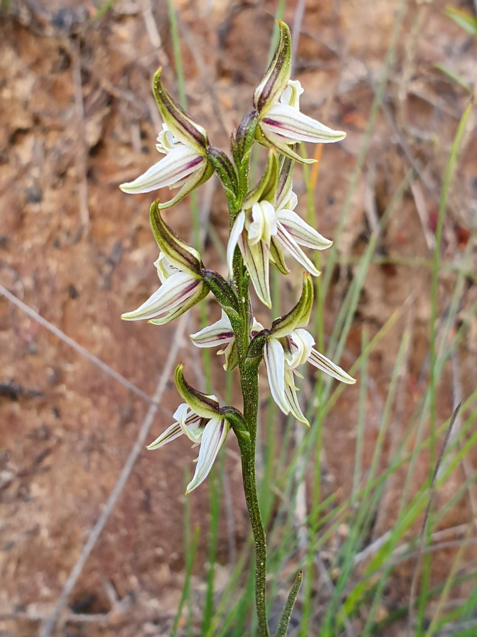 Image of Streaked leek orchid