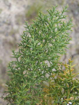 Image of Asparagus oliveri (Oberm.) Fellingham & N. L. Mey.