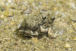 Image of Tungara Frog