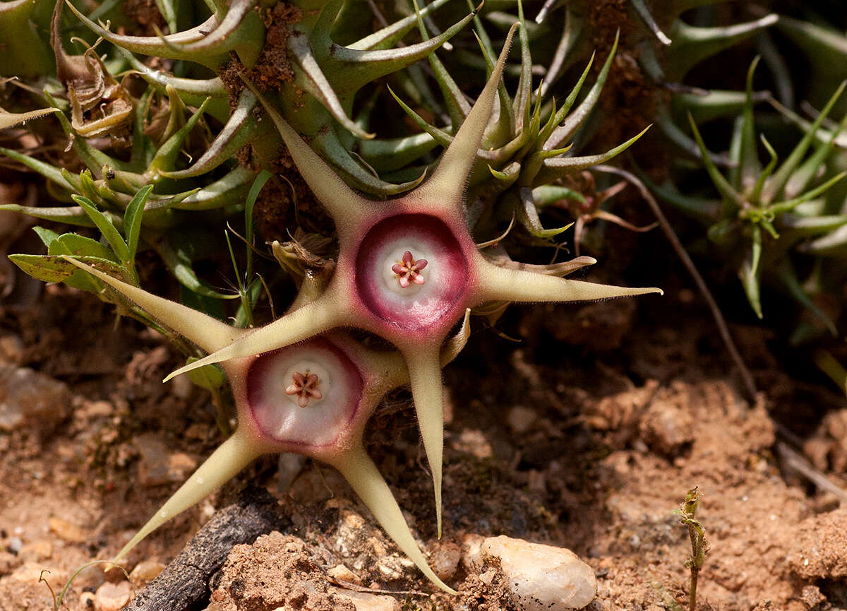 Plancia ëd Ceropegia verekeri subsp. verekeri