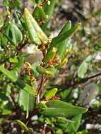 Image of Muehlenbeckia gunnii (Hook. fil.) Walp.