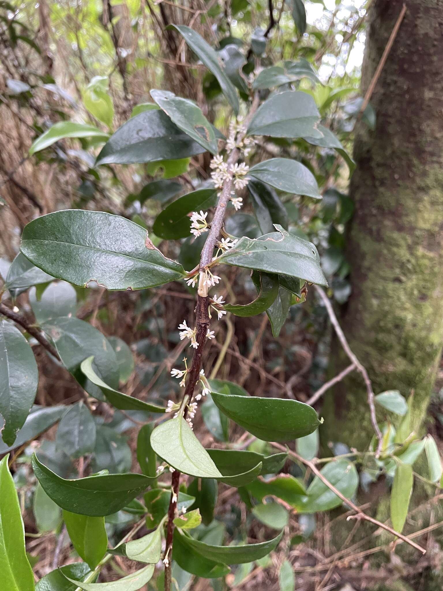 Image of Myrsine stolonifera (Koidz.) E. Walker