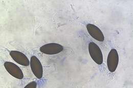 Image of Podospora decipiens (G. Winter) Niessl 1883