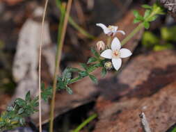 Image de Cyanothamnus nanus var. pubescens