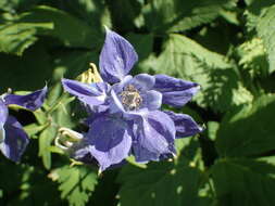 Aquilegia alpina L. resmi