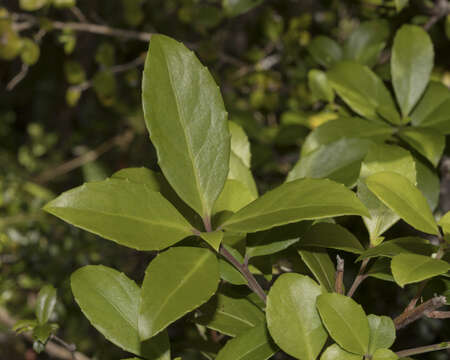 Image de Maytenus magellanica (Lam.) Hook. fil.