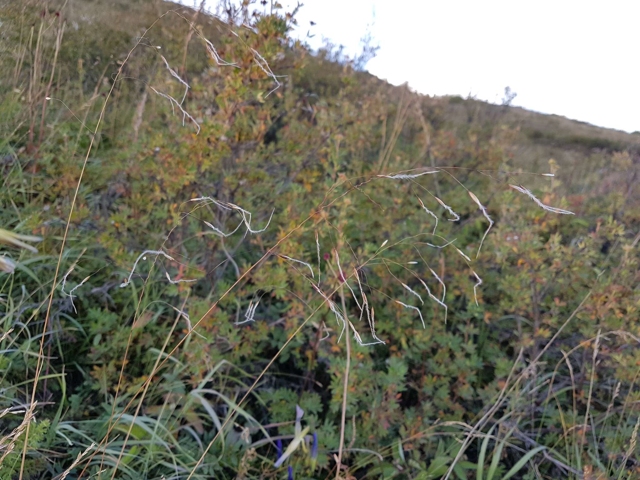 Image of Ptilagrostis mongholica (Turcz. ex Trin.) Griseb.