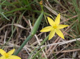 Image of Timberland Blue-Eyed-Grass