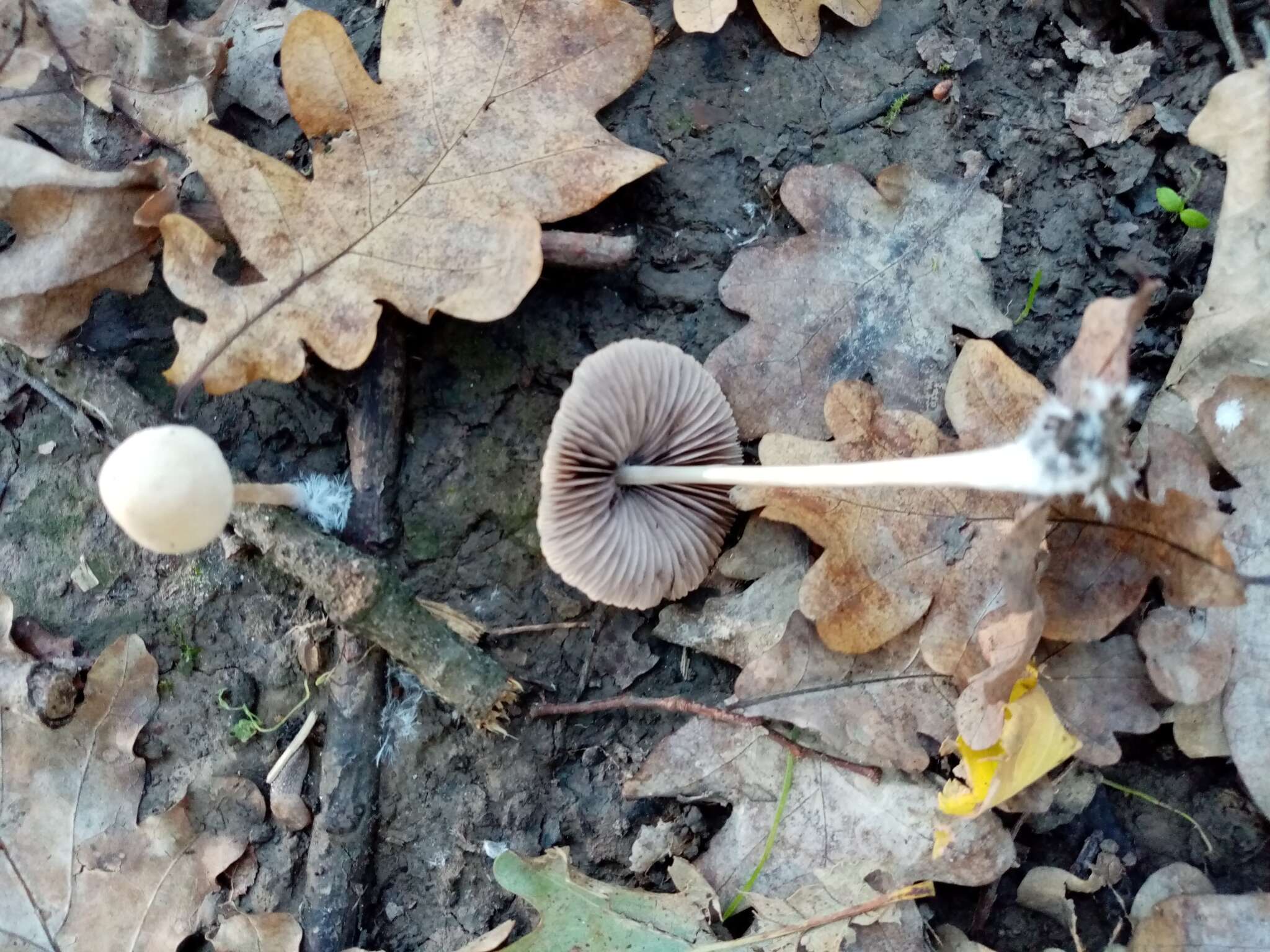 Image of Conocybe tenera (Schaeff.) Fayod 1889