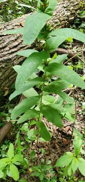 Image of Lesser St. John's-Wort